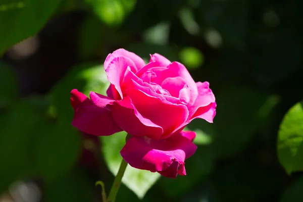 Flowering  pink rose — Stock Photo, Image