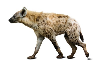 Spotted hyena wild animal. clipart
