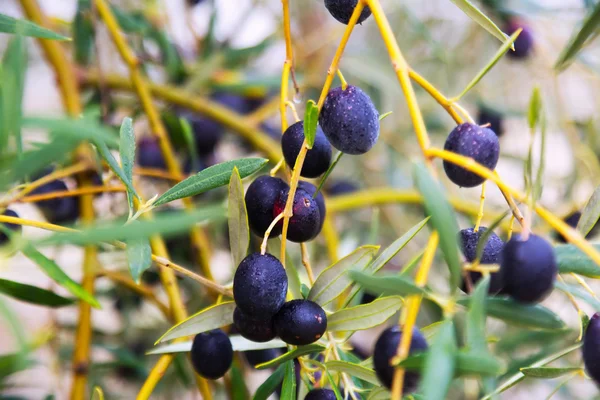 Aceitunas negras maduras —  Fotos de Stock