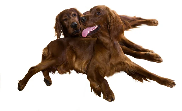 Two Irish Setters — Stock Photo, Image