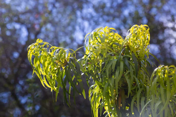 Closeup of  Podocarpus Henkelii — Stock Photo, Image