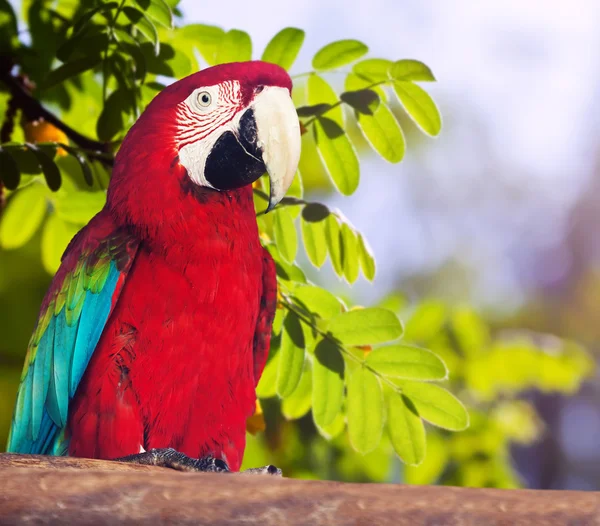 Портрет красно-зелёного ара — стоковое фото