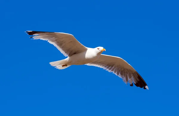 Soaring seagull in flight — Stock Photo, Image