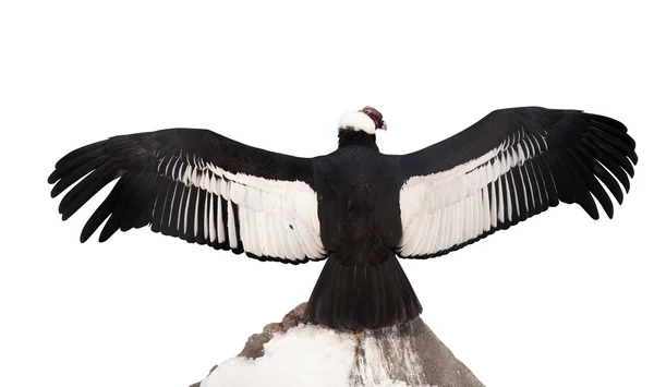 Andean condor (Vultur gryphus) — Stock Photo, Image