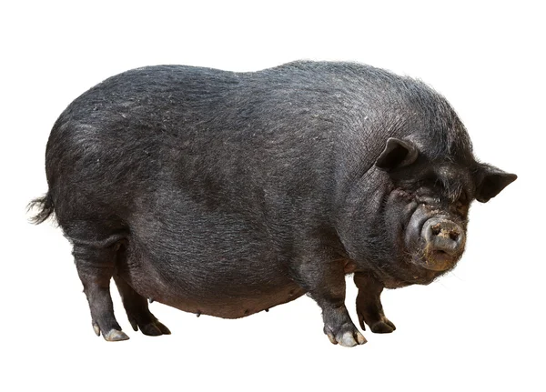 Schwarzes Bauernschwein — Stockfoto