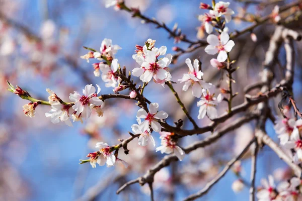 Çiçeklenme badem ağacı dalı — Stok fotoğraf