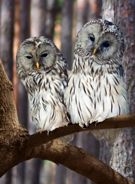 Two Great Grey Owls — Stock Photo, Image