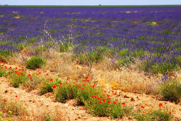 Zomer Lavendel veld — Stockfoto