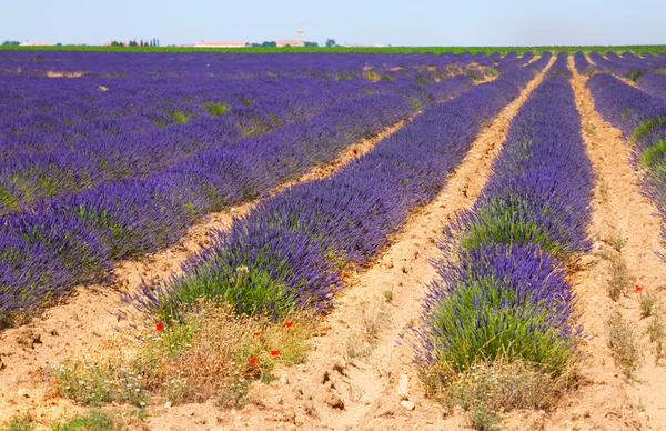 Sommar lavendel fält — Stockfoto