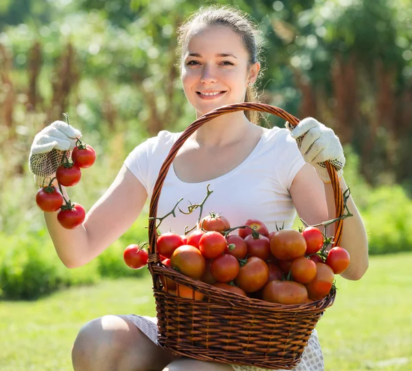 Femme avec récolte de tomates dans le jardin — Photo