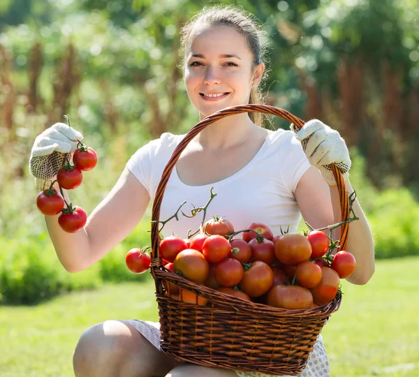 Donna con raccolto di pomodoro in giardino — Foto Stock