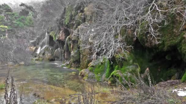 溪与苔藓石头在森林 — 图库视频影像
