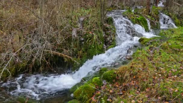 溪与青苔的石头 — 图库视频影像