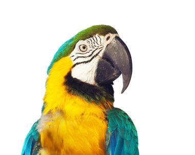 Head of  macaw papagay clipart