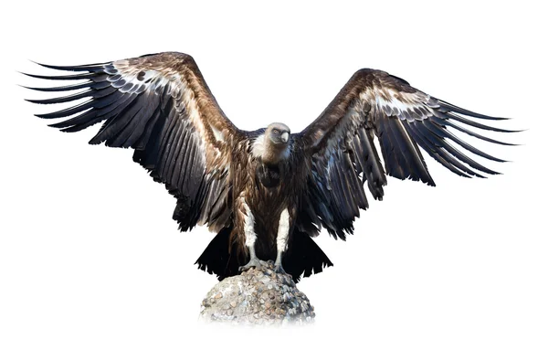 Vulture  sitting on stone — Stock Photo, Image
