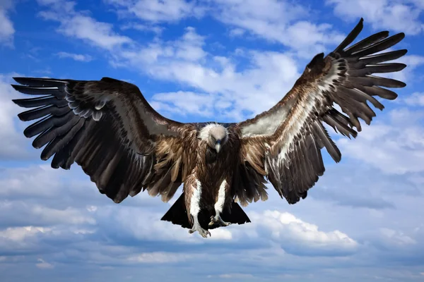 Greif gegen den Himmel — Stockfoto