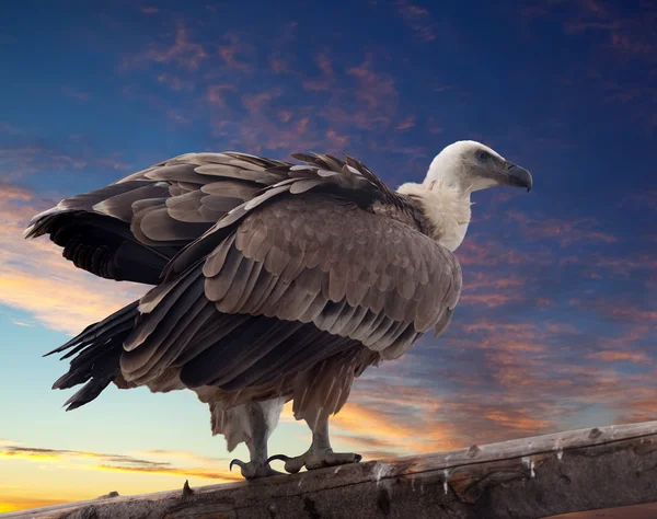 Grifone avvoltoio contro tramonto — Foto Stock