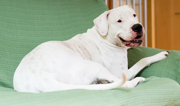 Dogo Argentino resting on sofa — Stock Photo, Image