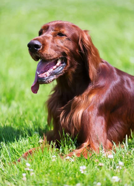 irish setter 854