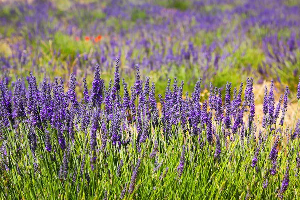 Plante de lavande bleue au champ — Photo