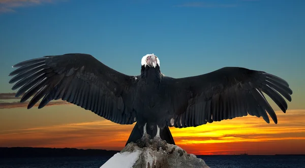 Andean condor  against sunset — Stock Photo, Image