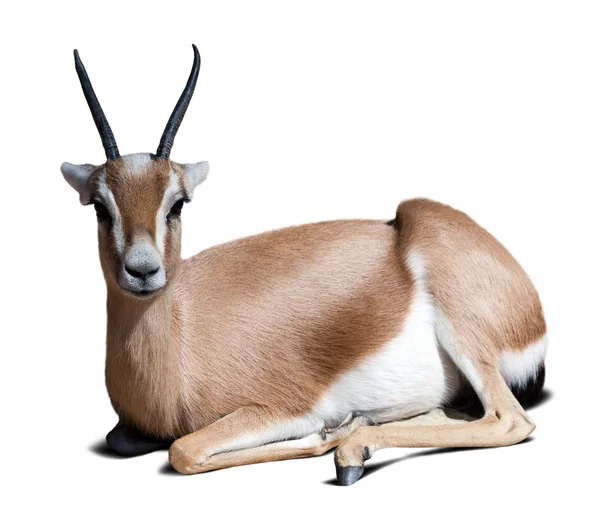 Gazelle dorcas sahariens . — Photo