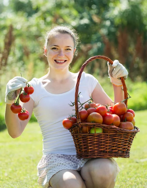 Donna con raccolto di pomodoro in giardino — Foto Stock