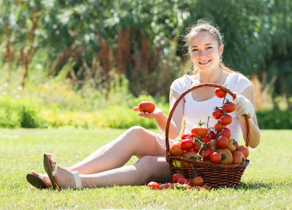 Mulher com colheita de tomate no jardim — Fotografia de Stock