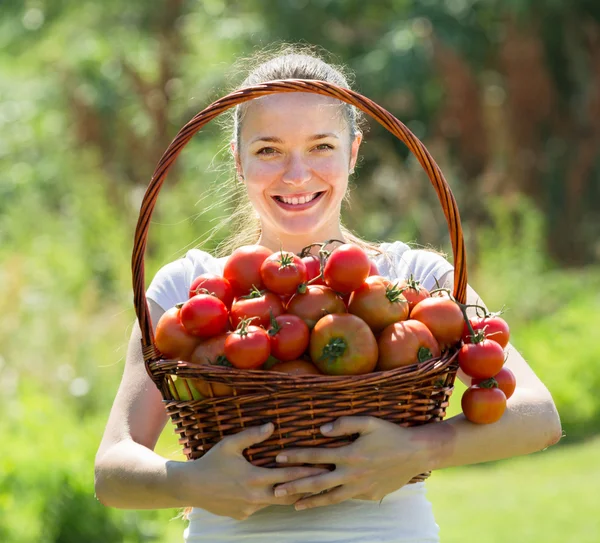 Mujer con cosecha de tomate en el jardín —  Fotos de Stock