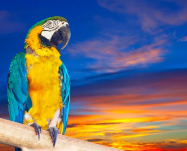 Green-winged macaw against sunrise   clipart