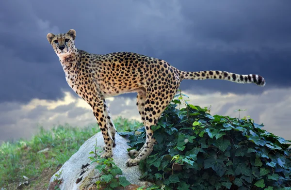 Гепард стоит на камне — стоковое фото