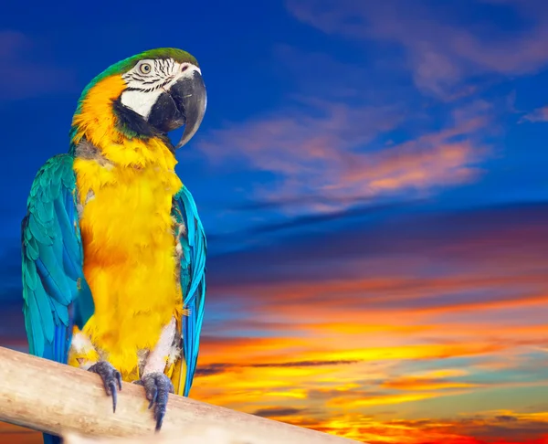 Green-winged macaw against sunrise — Stock Photo, Image