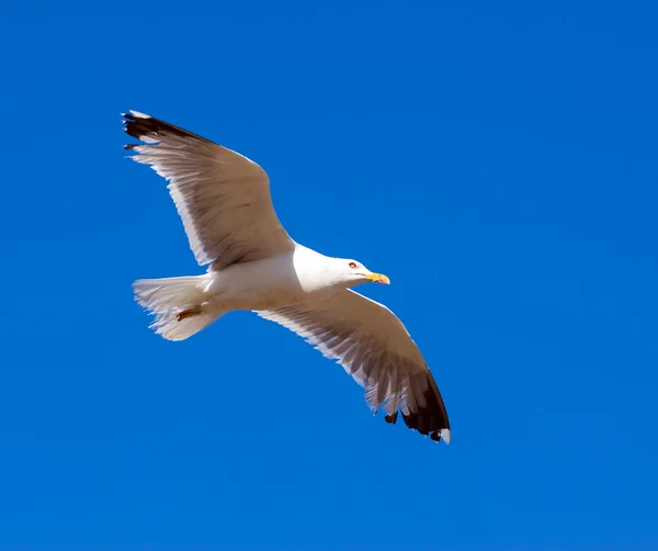 Soaring seagull in flight — Stock Photo, Image