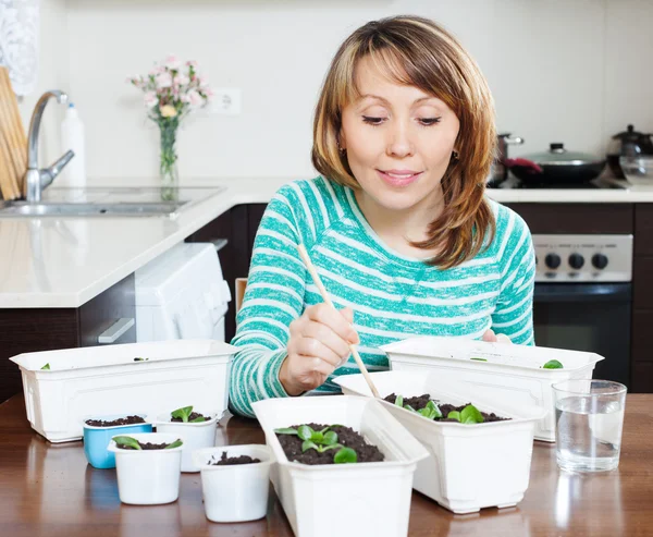 Kvinna som arbetar med plantor i krukor — Stockfoto