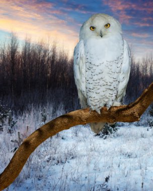 Snowy Owl during sunset  clipart