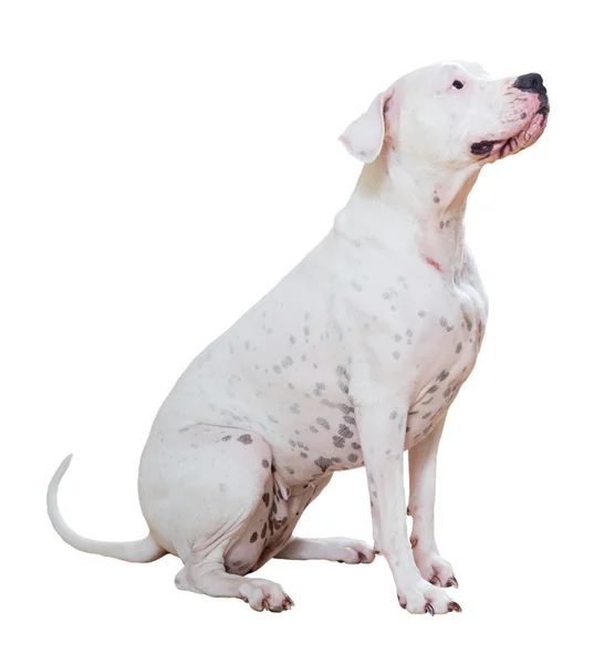 Dogo Argentino isolated — Stock Photo, Image