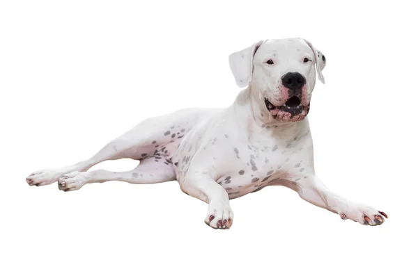 Dogo Argentino isolated — Stock Photo, Image