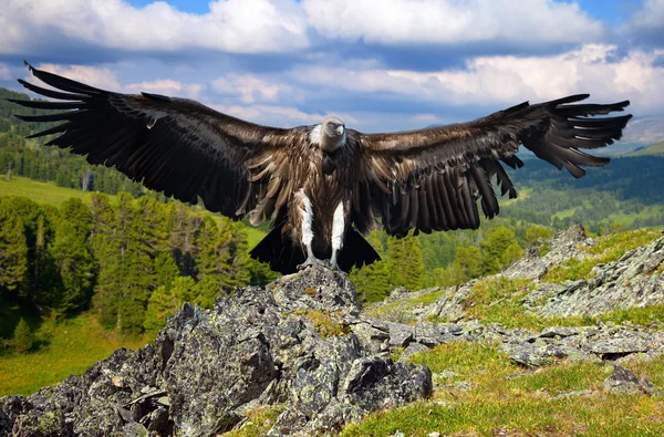 Kayalar karşı akbaba — Stok fotoğraf