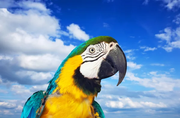 Papagay guacamayo contra el cielo —  Fotos de Stock