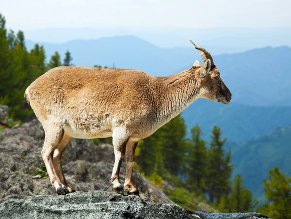 Barbary sheep  in wildness — Stock Photo, Image
