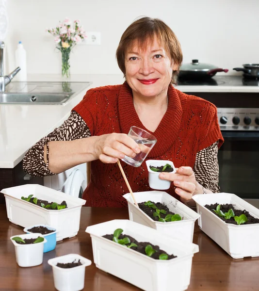 Happy gardener watering sprouts — Stock Photo, Image