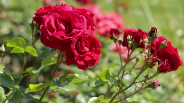 Planta de rosas en jardín de primavera — Vídeo de stock