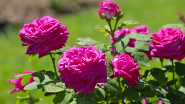 Roślina róże w ogrodzie wiosna — Wideo stockowe
