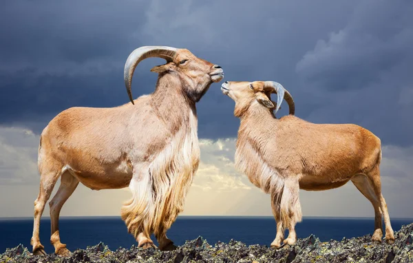 Standing couple of barbary sheep on rock — Stock Photo, Image