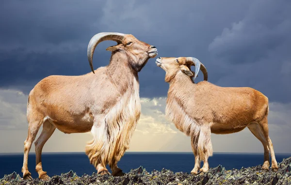 Coppia di pecore barbare sulla roccia — Foto Stock