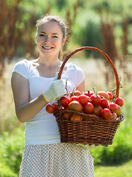 Donna con raccolto di pomodoro in giardino — Foto Stock