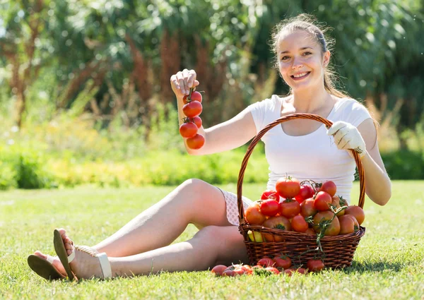 Жінка з кошиком зібраних помідорів — стокове фото