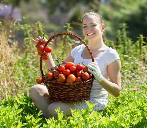 Kvinnoplockande tomater — Stockfoto