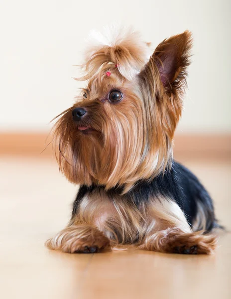 Portrait of small Yorkshire Terrier dog — Stock Photo, Image