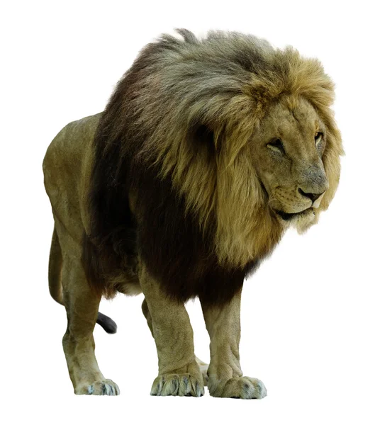 Standing lion (Panthera leo) — Stock Photo, Image